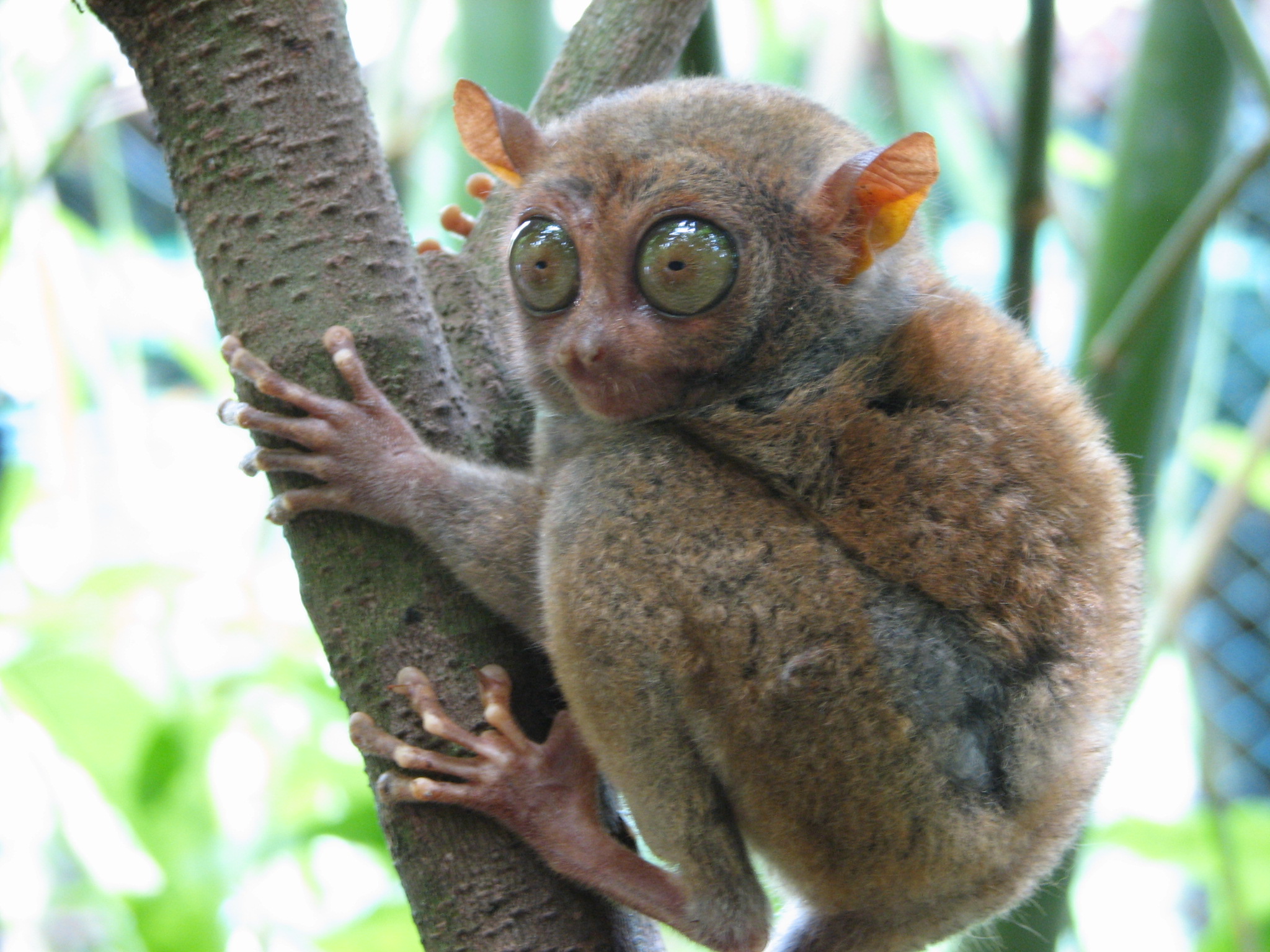 Philippine tarsier by mtoz