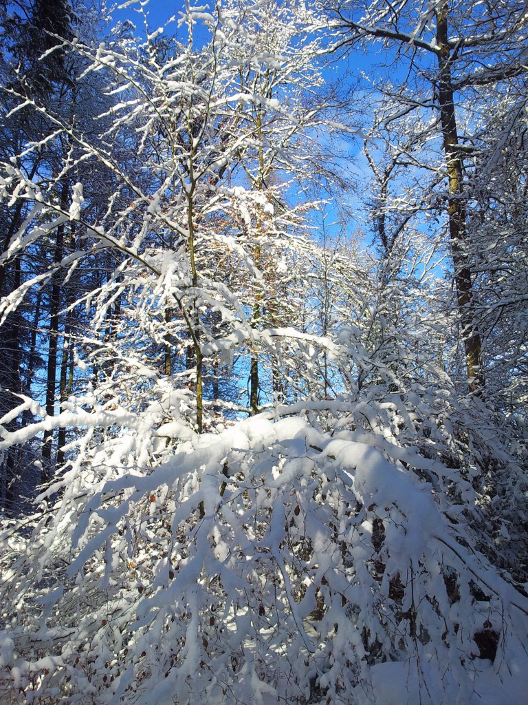 Sonne und Schee im Kletterwald