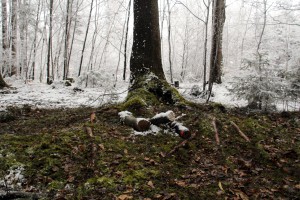 Angehobener Wurzelteller (Sturmschaden Kletterwald München)